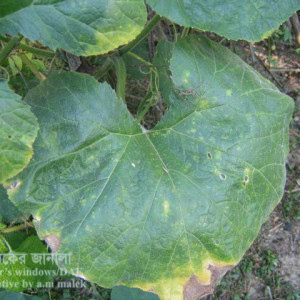 মিষ্টি কুমড়ার ডাউনি মিলডিউ রোগ