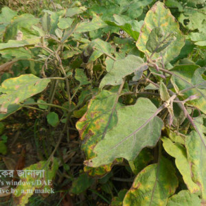 পাতা জ্যাসিড বা শোষক পোকা