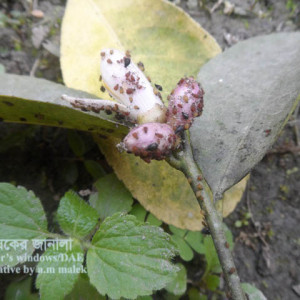 লেবুর কাল জাব পোকা