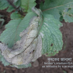 মুলার গ্রে মোল্ড রোগ