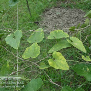 পটলের ডাউনি মিলডিউ রোগ