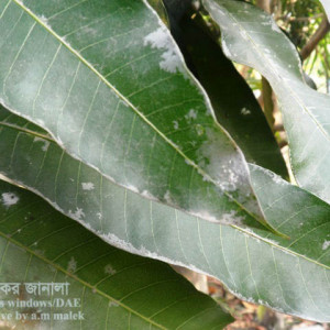 আমের পাউডারি মিলডিউ রোগ